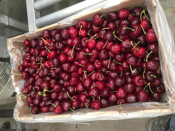 上海進(jìn)口車(chē)?yán)遄忧尻P(guān)代理案例分享