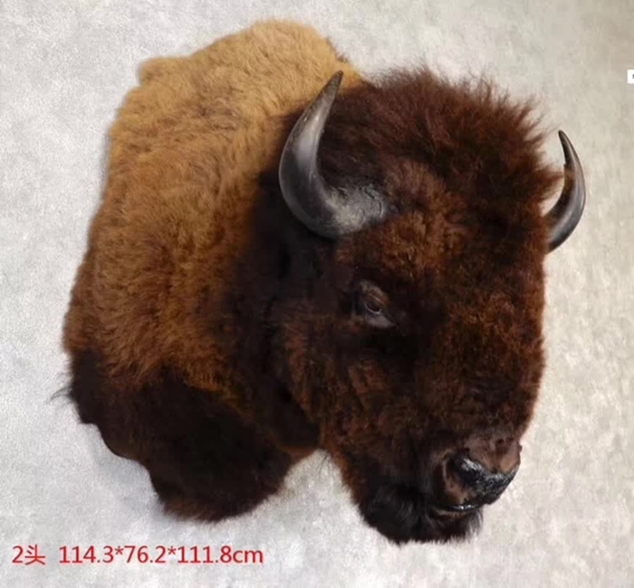 1638958788853374.jpg 北京進(jìn)口野牛標(biāo)本清關(guān)代理