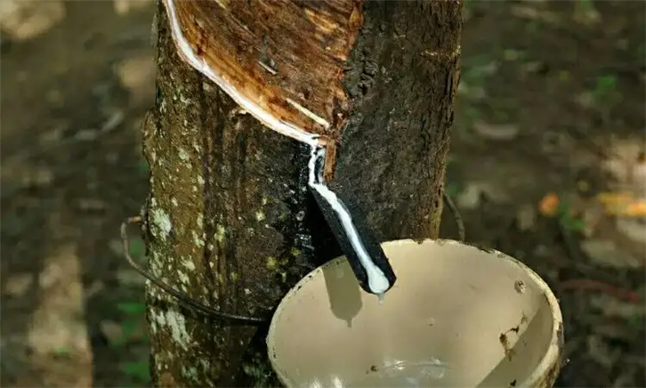 泰國天然乳膠報關公司專業(yè)處理天然乳膠通關 泰國天然乳膠報關公司 (2).png