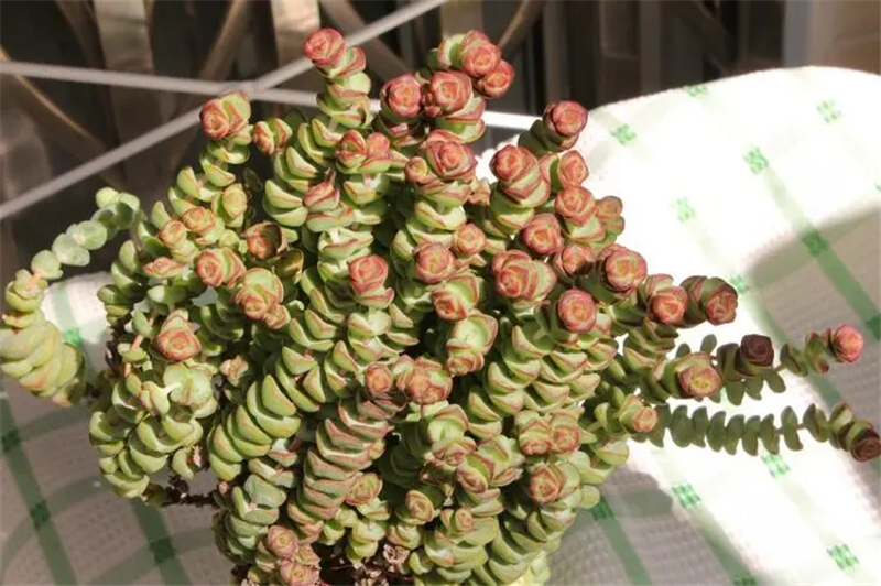 1665481232504952.png 天津植物進口清關報關.png